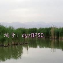 ǧ