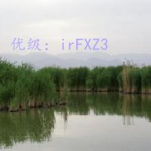 ά