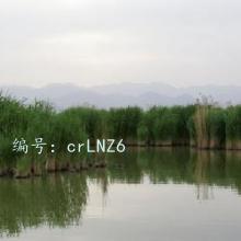 ܶ